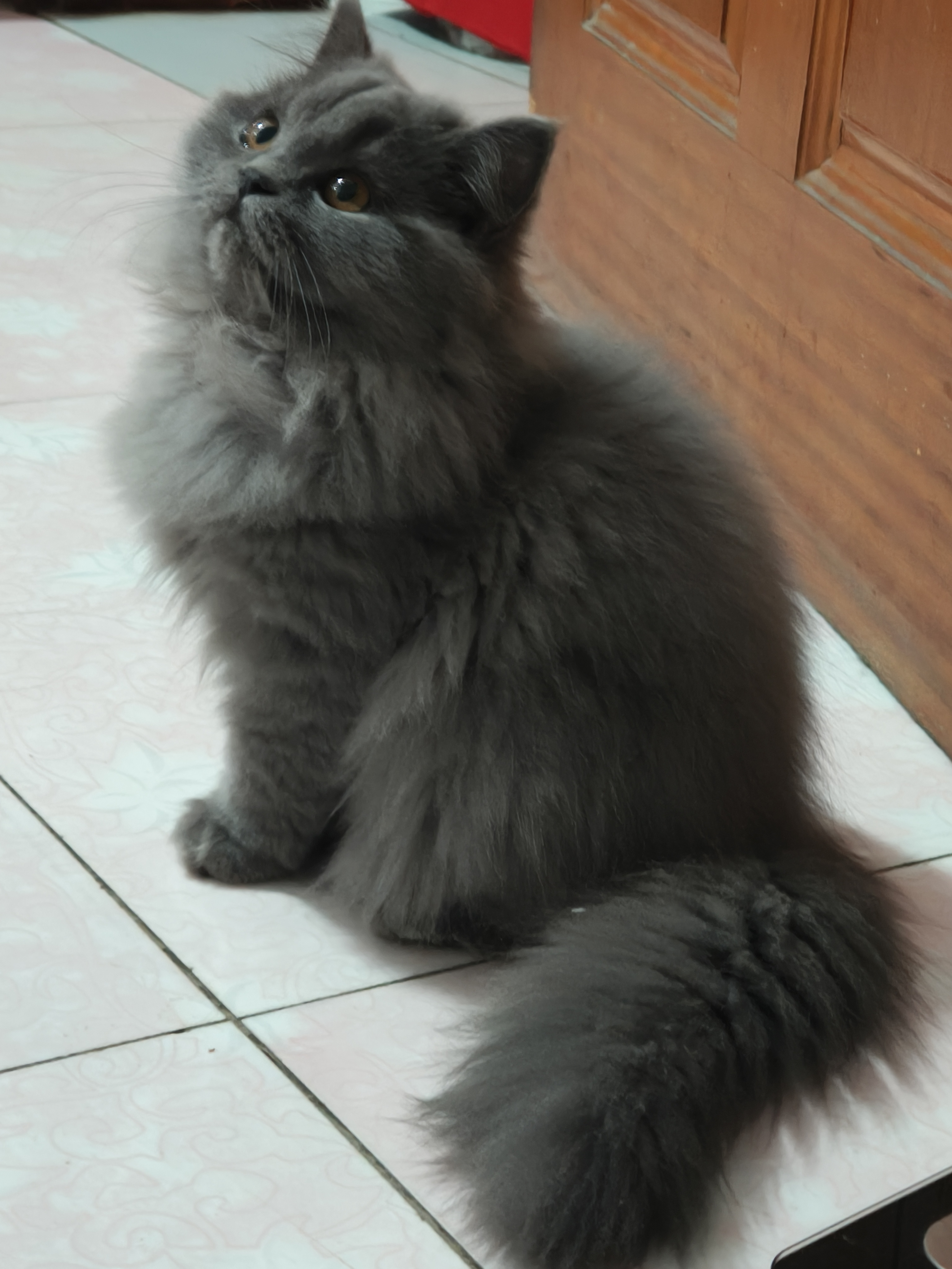 蓝猫高地妹妹，五个月喜欢的联系！